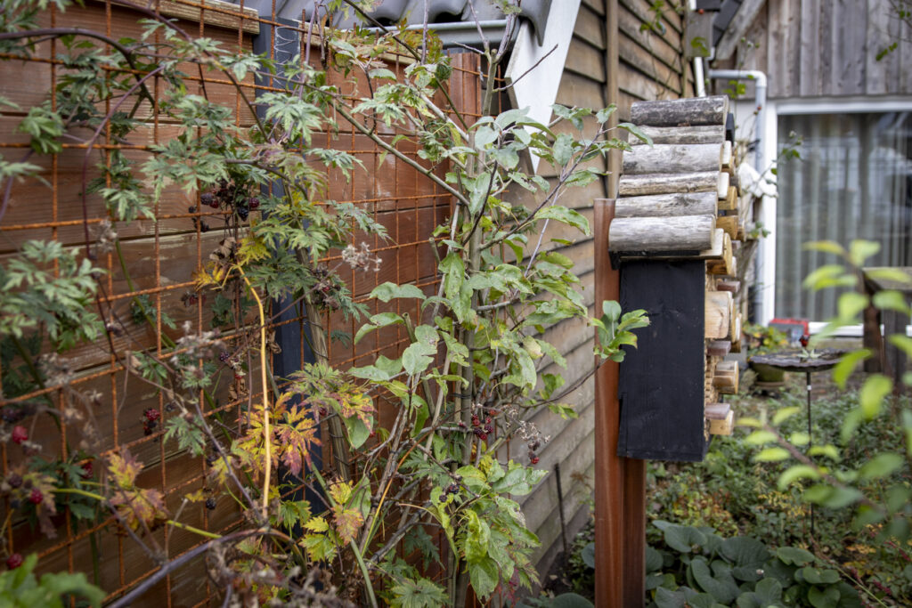 Foto eetbare klimmers