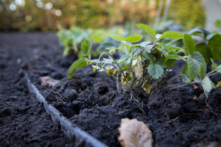 Foto tuinaanleg biodiverse tuin tubbergen