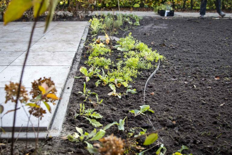 Foto tuinaanleg biodiverse tuin tubbergen