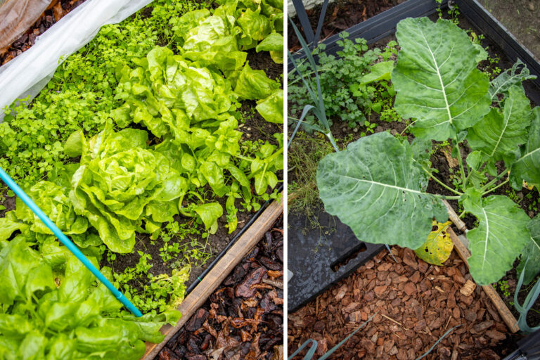 Eetbare voortuin met kas en houten groentebakken in Zwolle